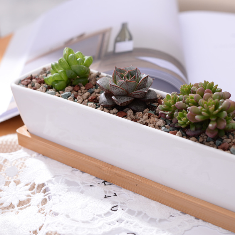 وعاء زراعة عصاري من السيراميك  - مراجعة Desktop Organizer Bamboo وسعره